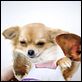 Le Chihuahua de Beverly Hills [DVDRIP]