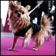 Le Chihuahua de Beverly Hills [DVDRIP]