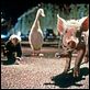 Babe, Pig in the City