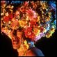 Priscilla, folle du désert : photo Stephan Elliott, Terence Stamp