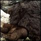L'Ours : photo Jean-Jacques Annaud