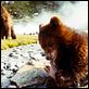 L'Ours : photo Jean-Jacques Annaud