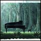 Piano Forest : photo Masayuki Kojima