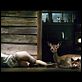 [MULTI] [DVDRiP] Antichrist