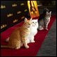 Le Chat Potté : photo Chris Miller (II)