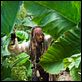 Pirates des Caraïbes : la Fontaine de Jouvence : photo