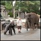Zookeeper : photo Frank Coraci, Kevin James