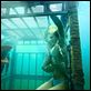 Shark 3D : photo David R. Ellis