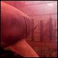 Shark 3D : photo David R. Ellis