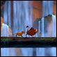 Le Roi Lion : photo Rob Minkoff, Roger Allers