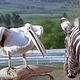 Photo - FILM - Racing stripes : 53890