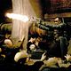 Photo Christophe L - FILM - Blade 2 : 28657