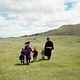 Le Chien jaune de Mongolie