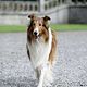 Photo Christophe L - FILM - Lassie : 108676