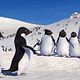 Photo Christophe L - FILM - Happy Feet : 52416