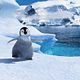 Photo Christophe L - FILM - Happy Feet : 52416