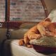 Photo Christophe L - FILM - Garfield 2 : 60513