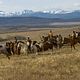 Into the West : photo