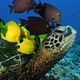 Photo - FILM - Deep sea 3D : 96426