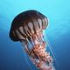 Photo - FILM - Deep sea 3D : 96426
