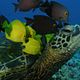 Photo - FILM - Deep sea 3D : 96426