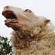 Black Sheep