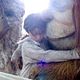 Photo - FILM - Where the wild things are : 54502