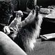Ed Wood