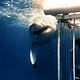 Les Dents de la Mer : photo Steven Spielberg