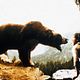 Photo - FILM - L'Ours : 4097
