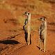 La Famille Suricate