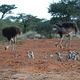 La Famille Suricate