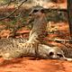 La Famille Suricate