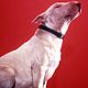 Photo - FILM - Baxter : 4412
