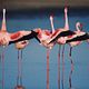 Les Ailes pourpres : le mystère des flamants