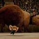 Photo - FILM - La Légende de Despereaux : 134715