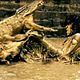Photo - FILM - Ong-Bak 2, la naissance du dragon : 111744