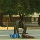 N'djamena City : photo Issa Serge Coelo