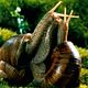Photo - FILM - Microcosmos, le peuple de l'herbe : 42006