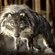 Photo - FILM - Pierre et le loup : 144383