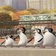 Les Pingouins de Madagascar : photo