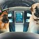 <b>Brad Peyton, Kevin Lima</b> Photo : Comme chiens et chats - La Revanche de Kitty Galore
