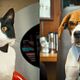 Comme chiens et chats - La Revanche de Kitty Galore : photo Brad Peyton, Kevin Lima