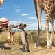 Photo - FILM - Animaux et Cie : 181081