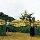 <b>Masahiro Motoki, Renji Ishibashi, Takashi Miike</b> Photo : Bird people in China
