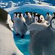 Happy Feet 2 : photo George Miller