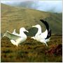 Le Peuple migrateur