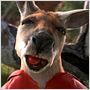 Kangourou Jack