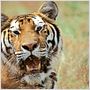 L'Inde, royaume du tigre
