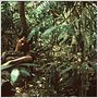 Tropical Malady